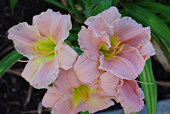 Ohhh Pink #2