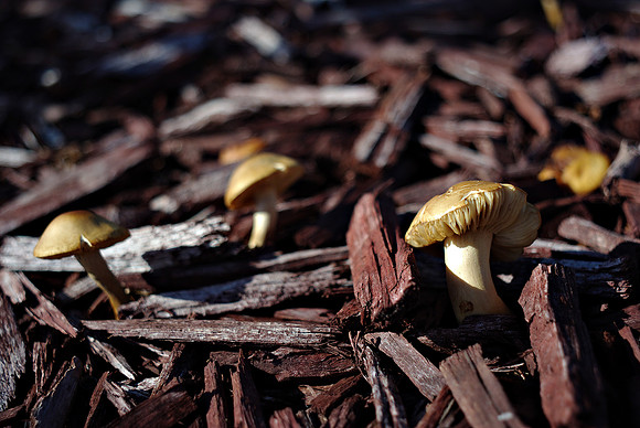 Fungi 3 f3.5