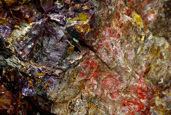 Petrified Wood 5