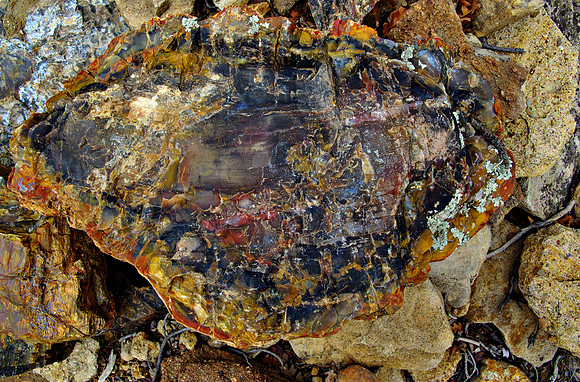Petrified Wood 1