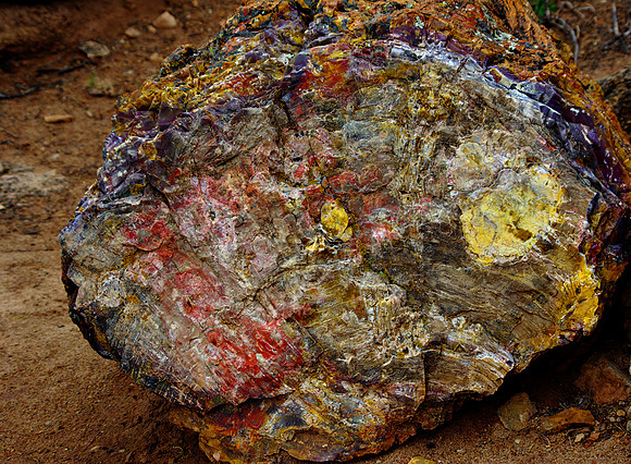 Petrified Wood 3