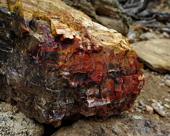Petrified Wood 2