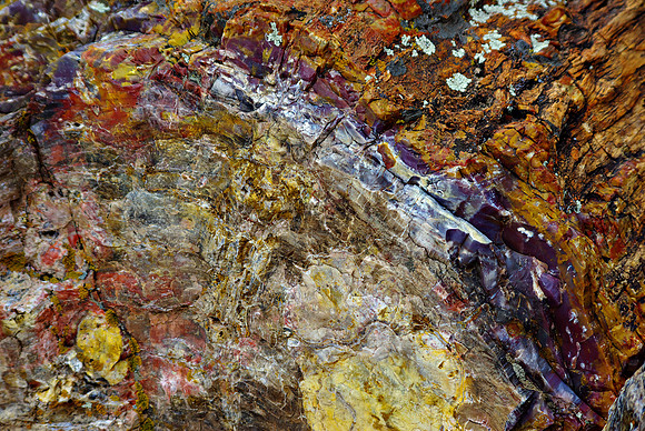Petrified Wood 4