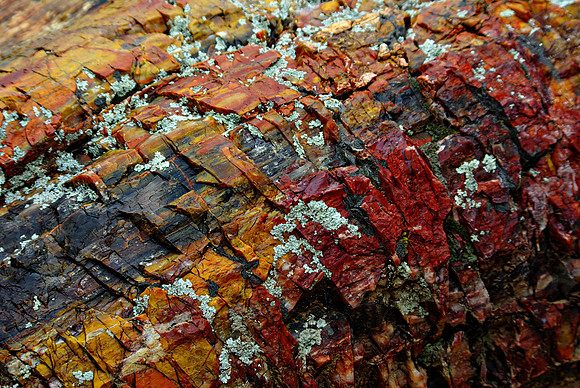 Petrified Wood 6