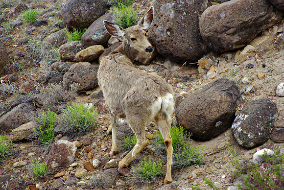 Mangy Deer