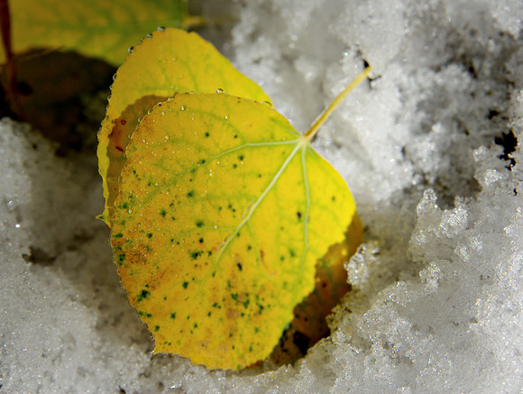 Snowy Aspens 1