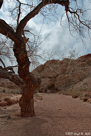 Old and Gnarled