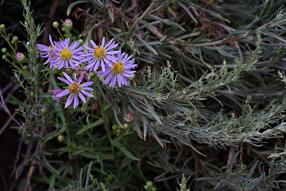 Purdy Flowers
