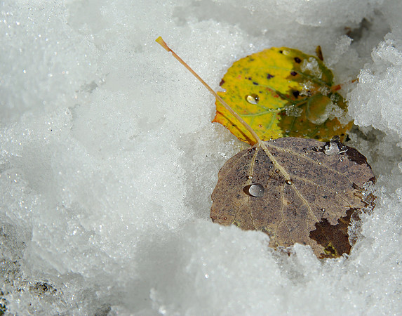 Frozen Drops