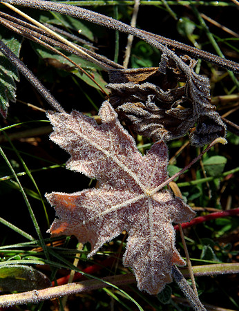 Frosted Leaves