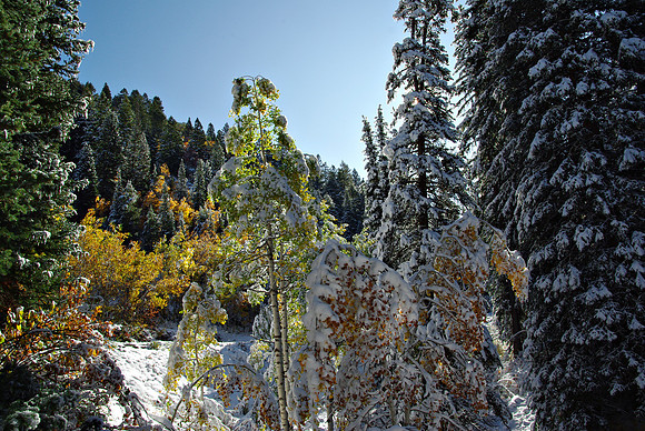 Up Canyon