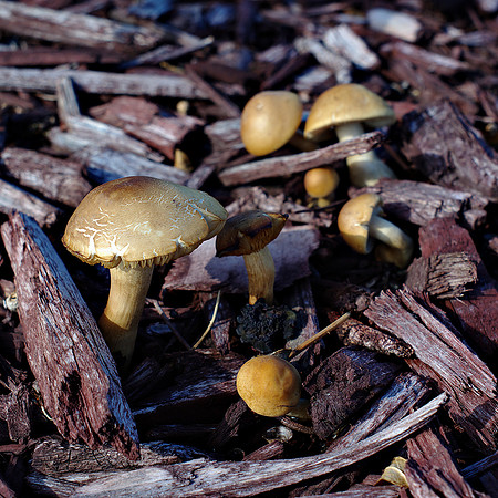 Fungi 1 f5.6 or f8