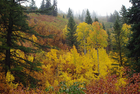 Millcreek Canyon 2008 #2