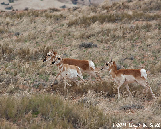Juvenile Antelope